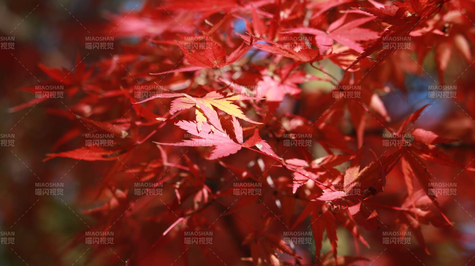 秋日红叶映阳光图片