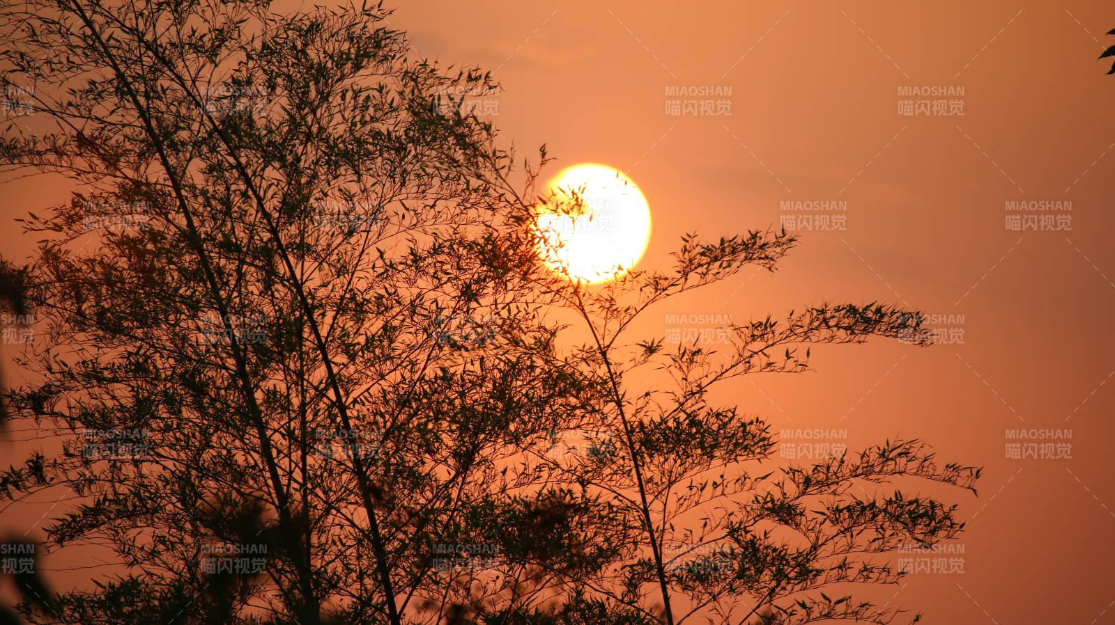 夕阳透过树梢的剪影图片