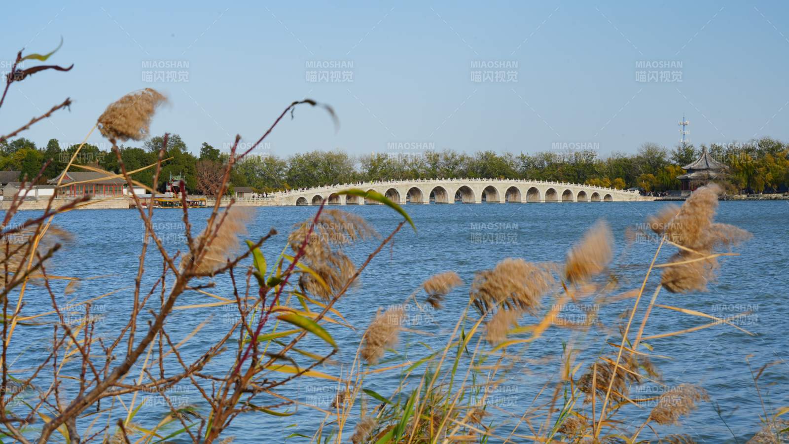 湖畔芦苇与十七孔桥图片