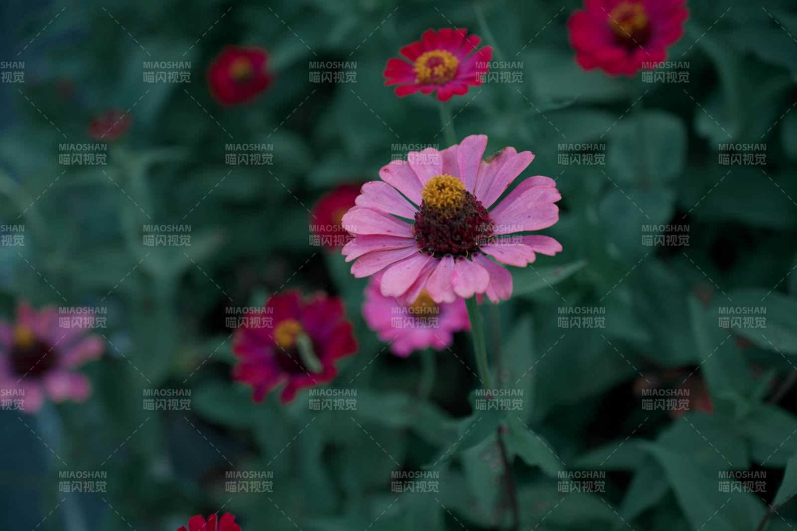 粉色花朵在绿叶中绽放图片