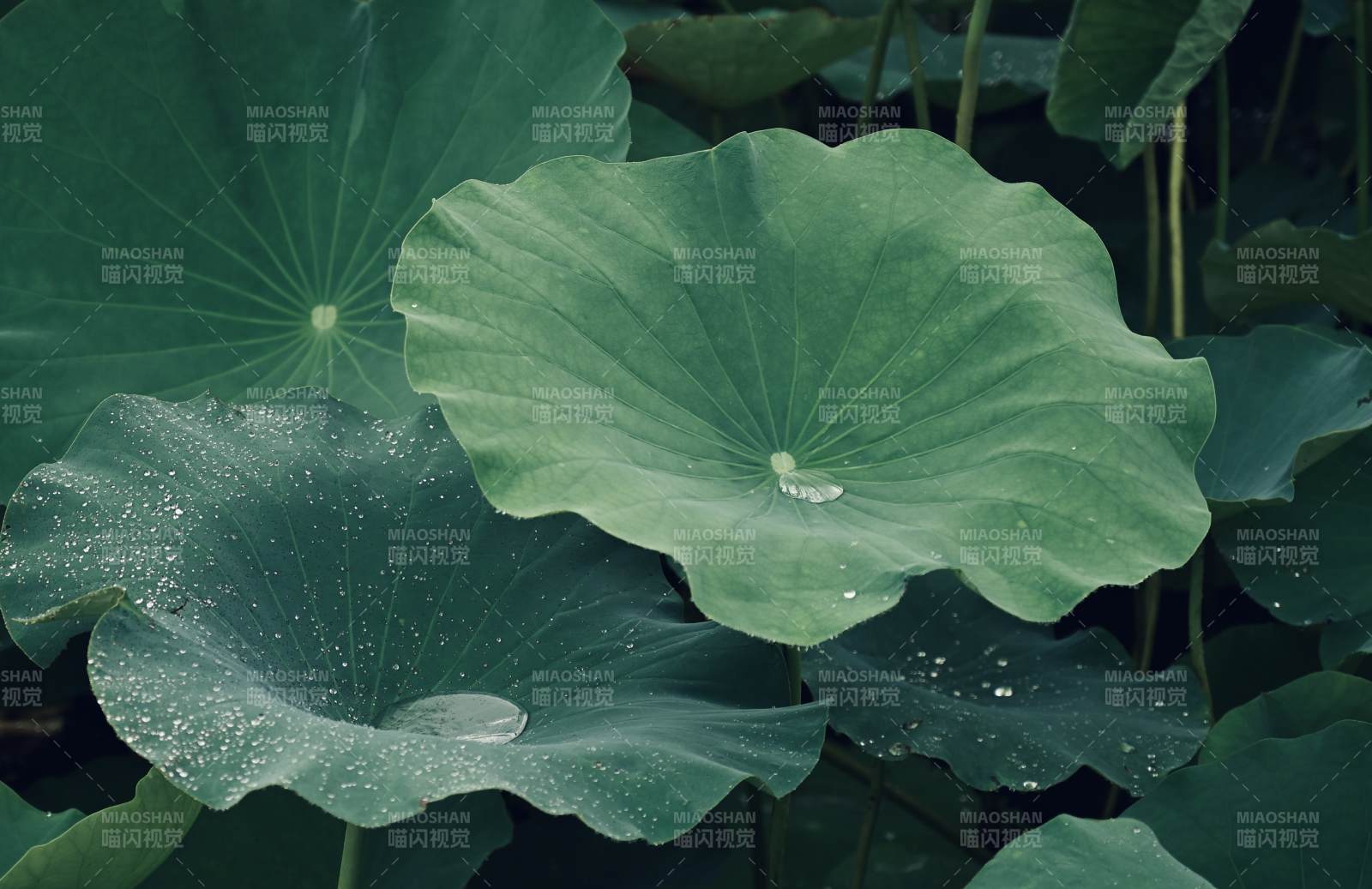 荷叶上的露珠图片