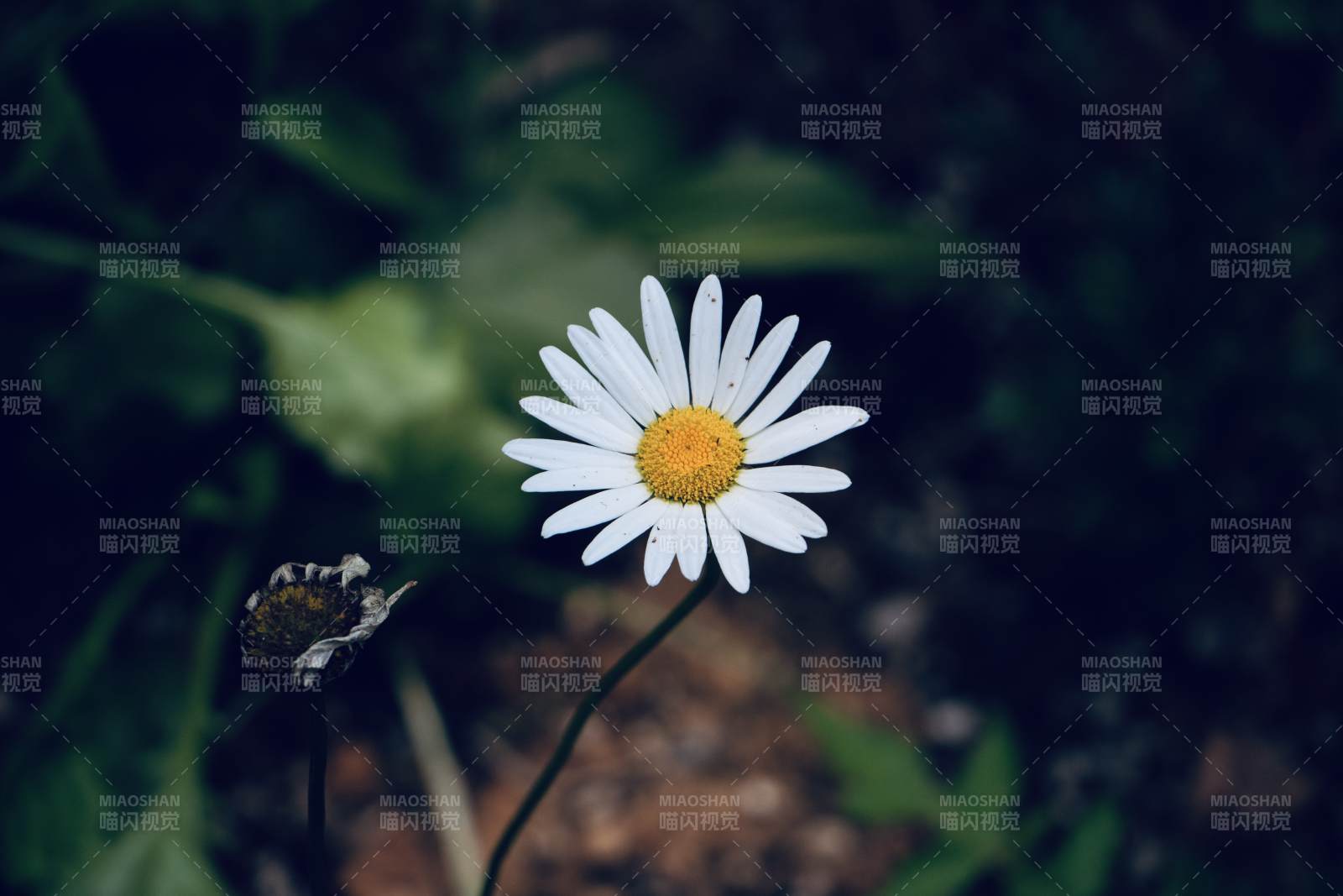 一朵盛开的雏菊图片