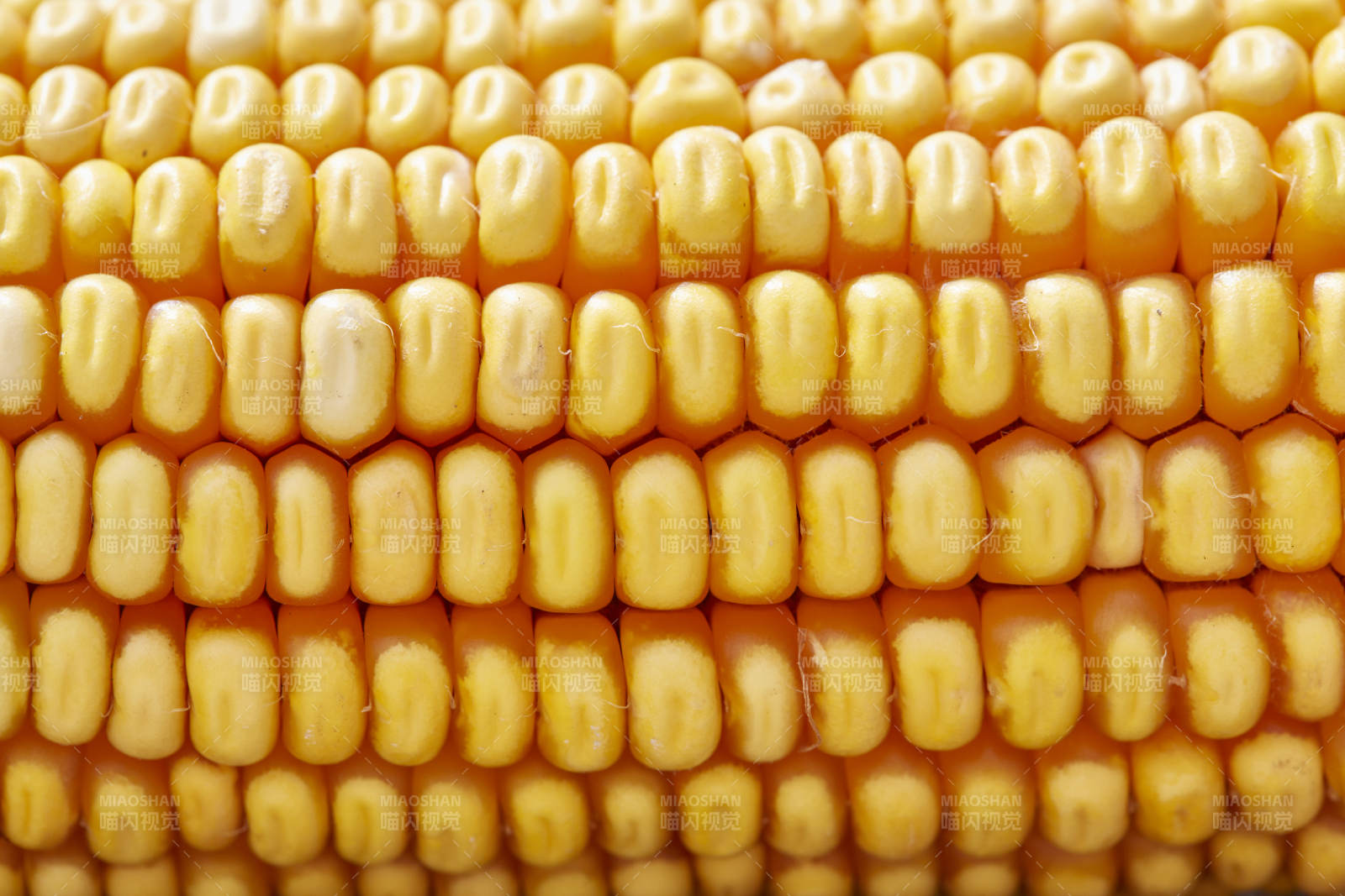 金黄玉米粒特写图片