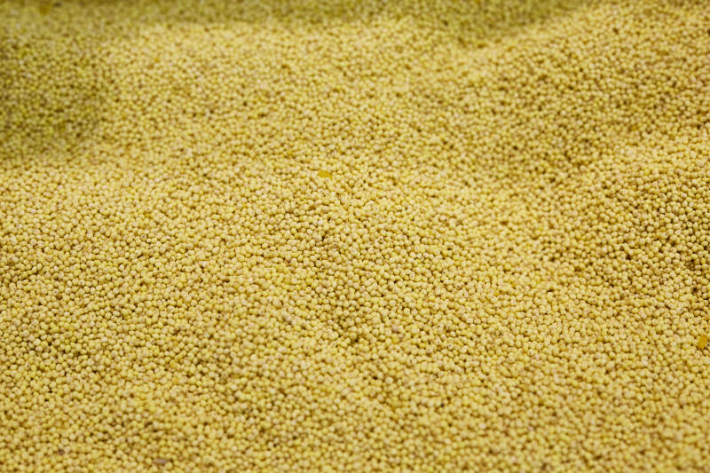 小米粒特写背景图图片