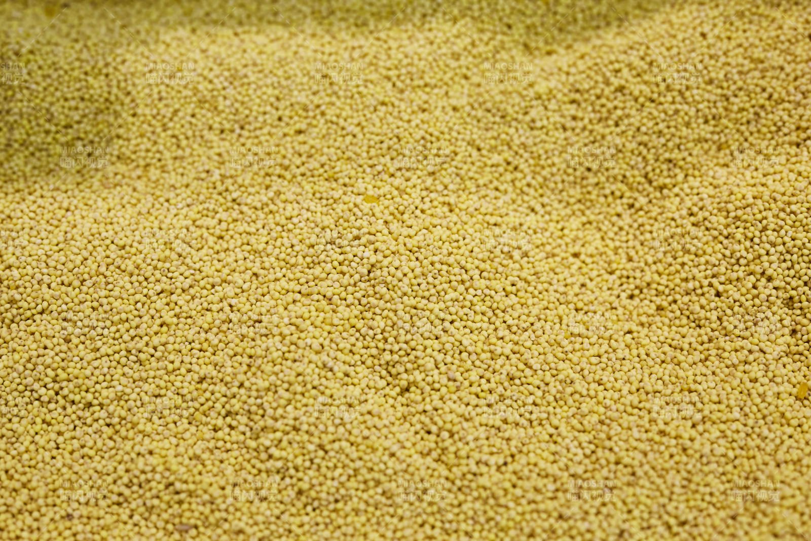 小米粒特写背景图图片