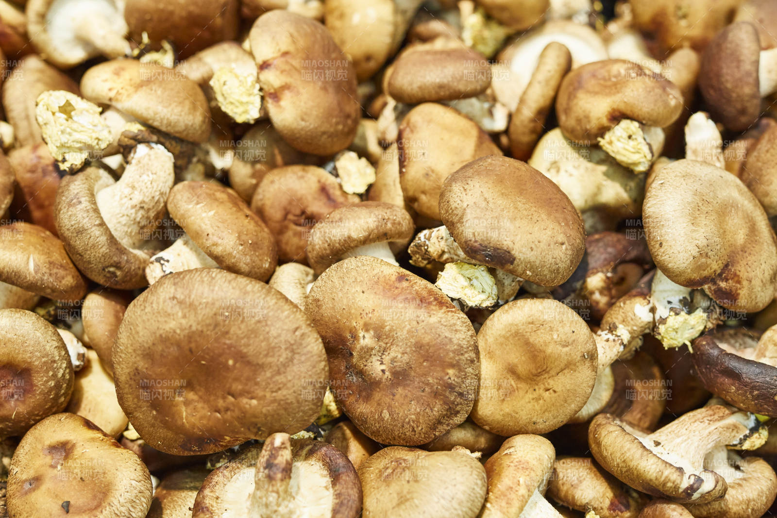 新鲜香菇堆叠特写图片