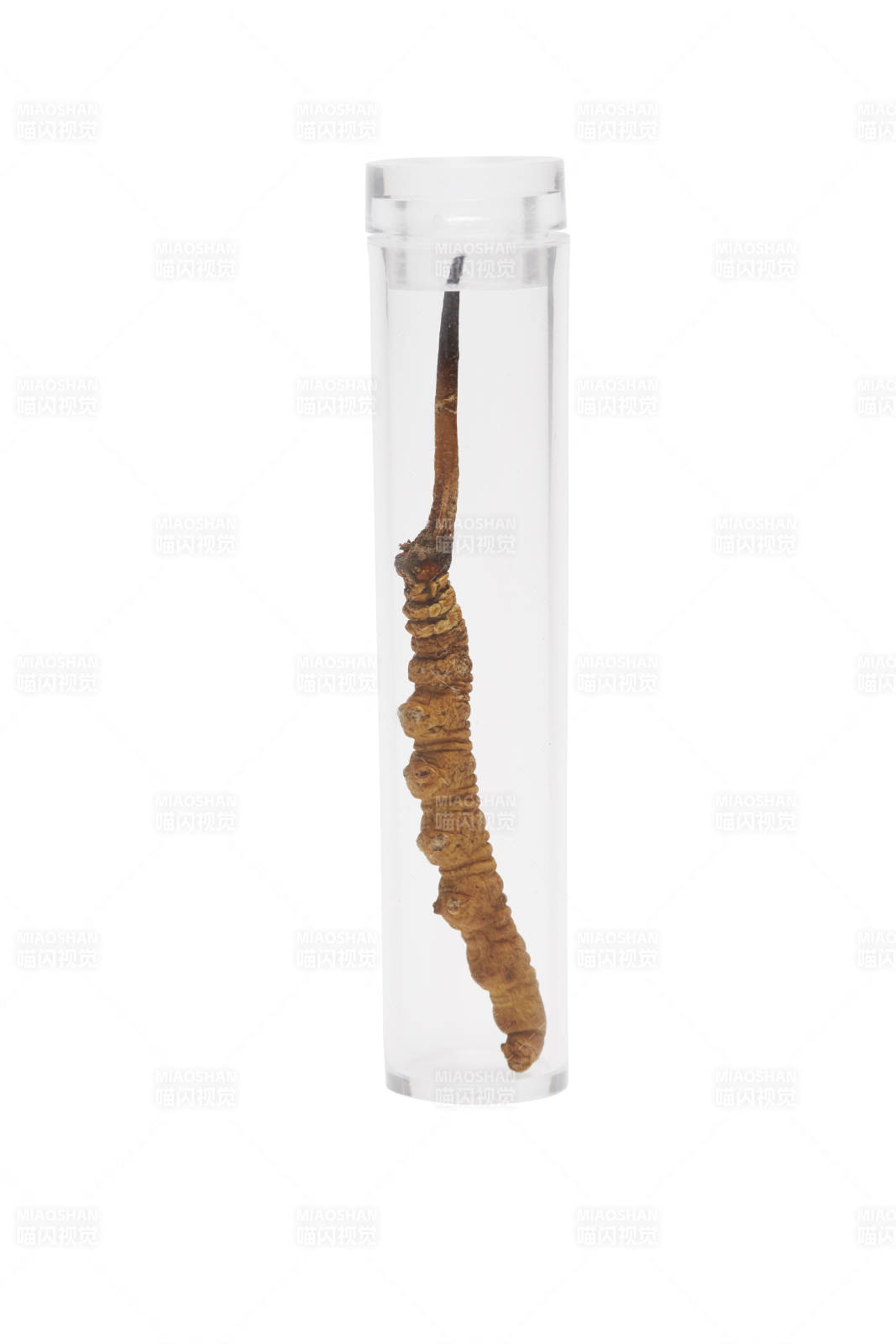 冬虫夏草标本展示图片