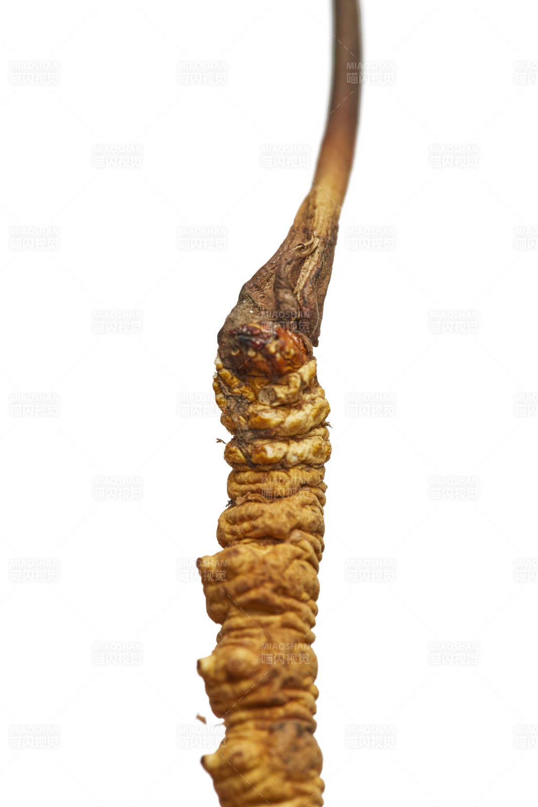 冬虫夏草特写图图片