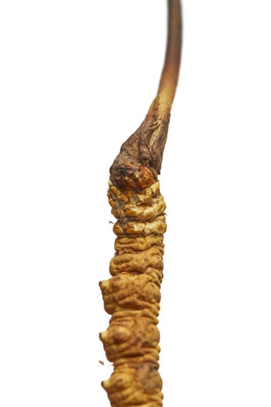 冬虫夏草特写图图片