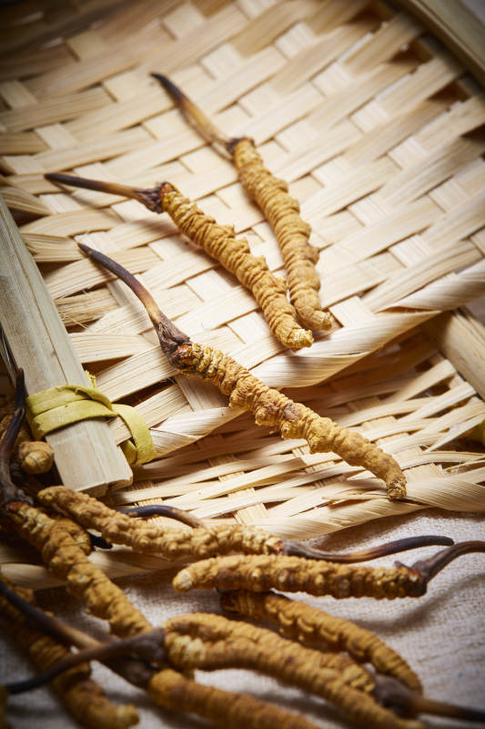 冬虫夏草特写图片