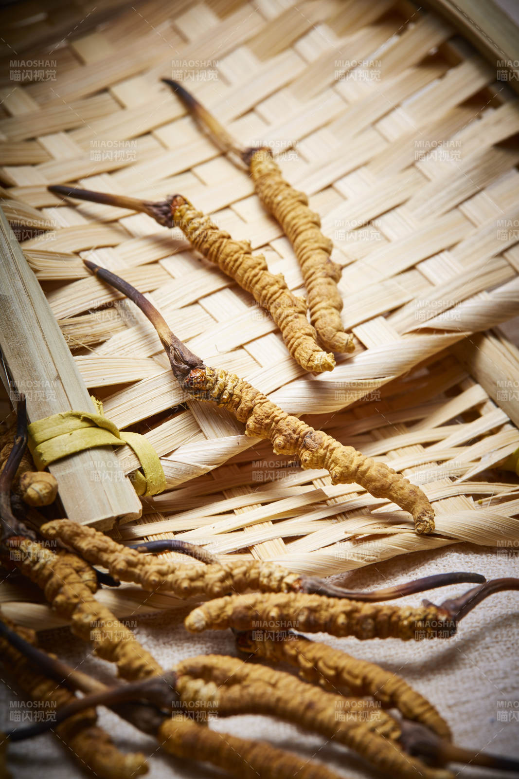 冬虫夏草特写图片