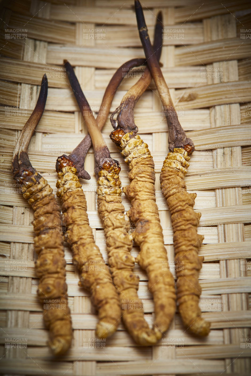 冬虫夏草特写图片