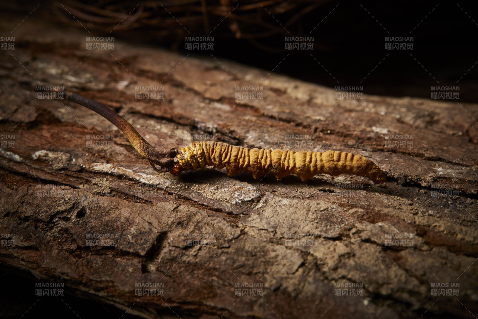 树皮上的冬虫夏草图片