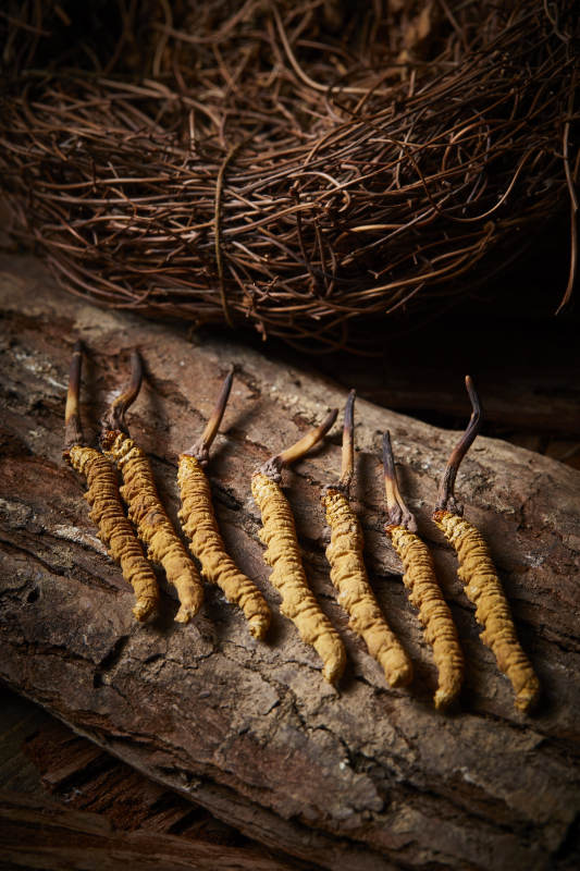 冬虫夏草自然生长图图片