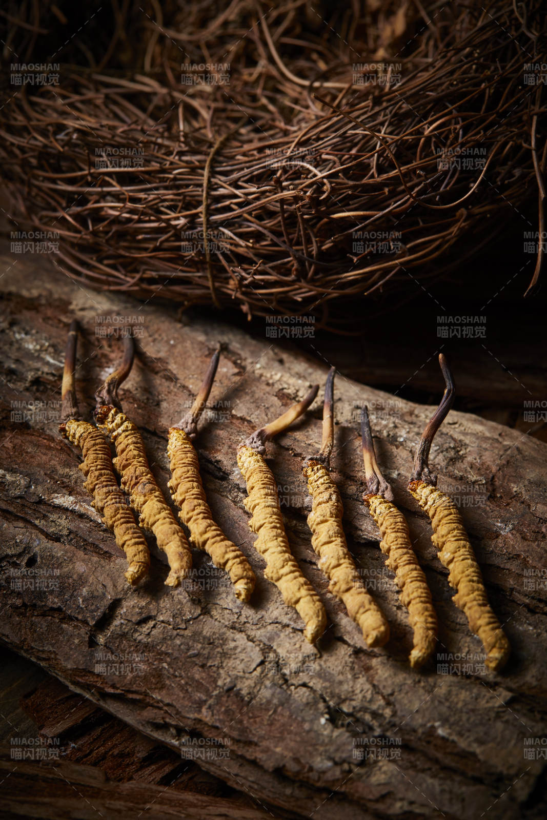 冬虫夏草自然生长图图片