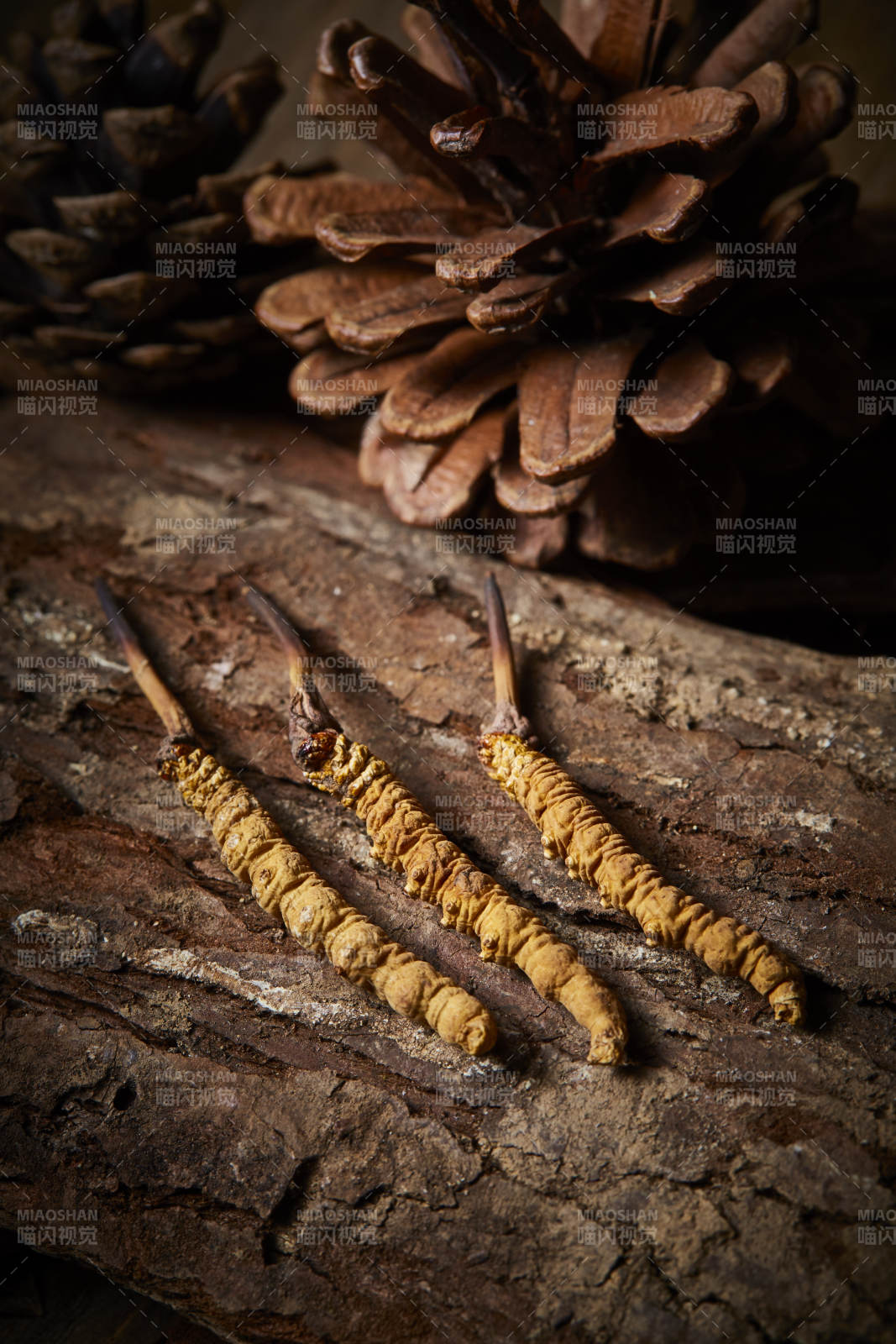 冬虫夏草与松果的自然之美图片