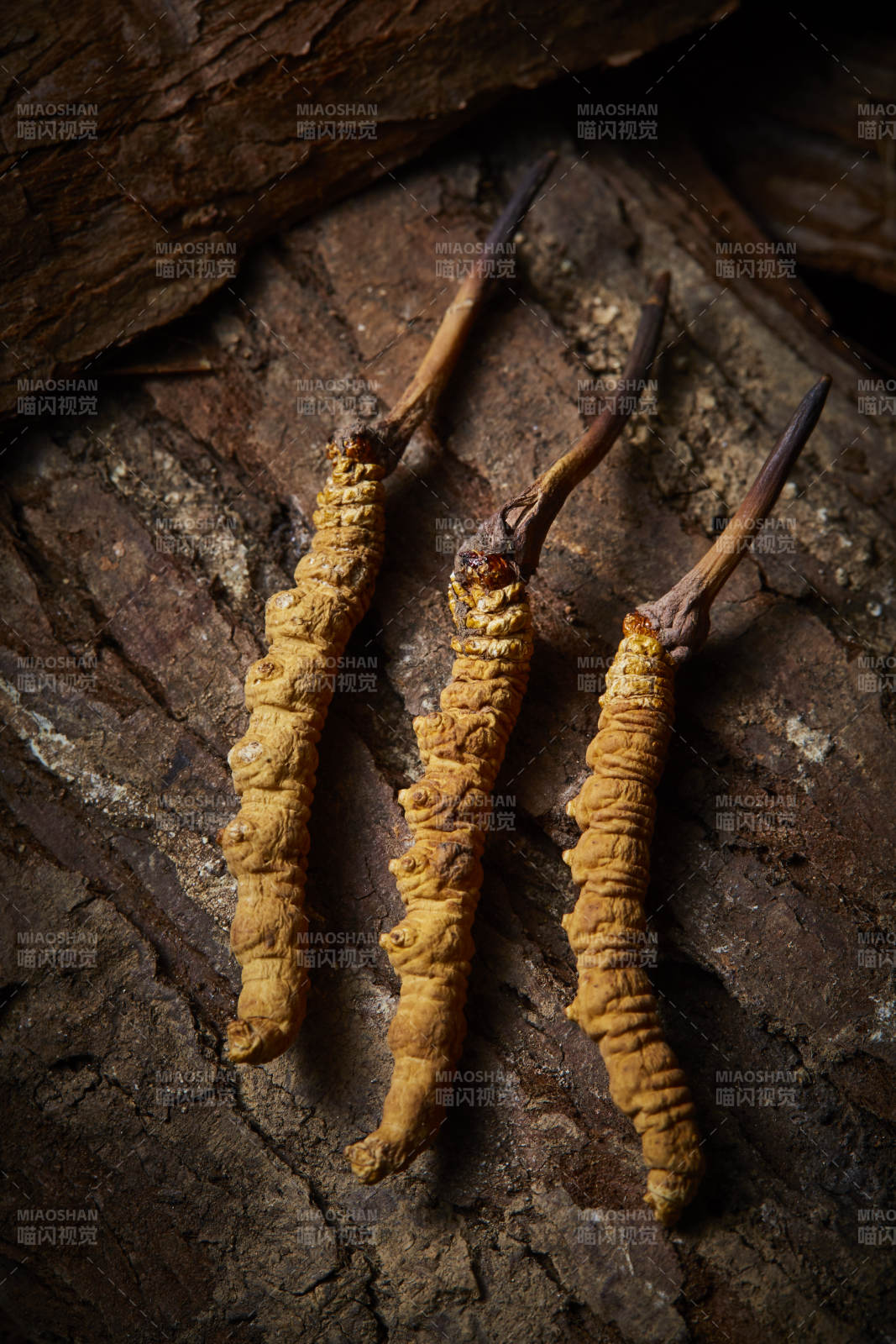 冬虫夏草特写图片