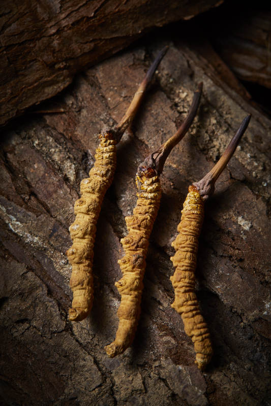 冬虫夏草特写图片