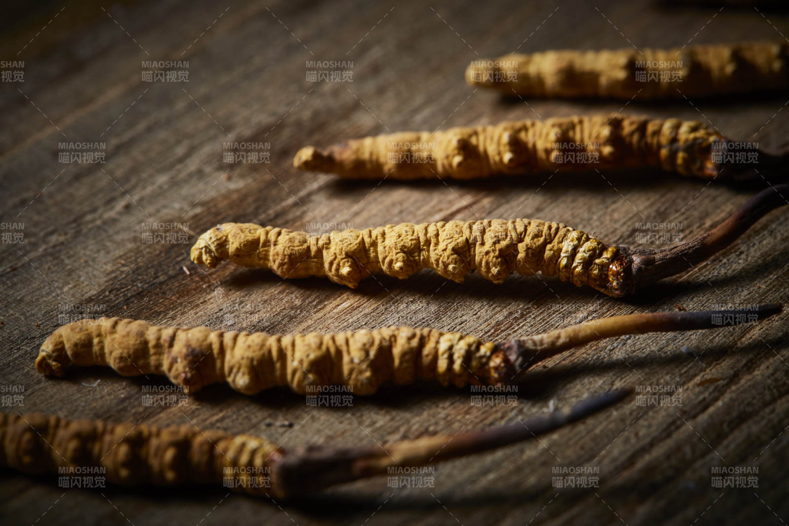 冬虫夏草特写图片