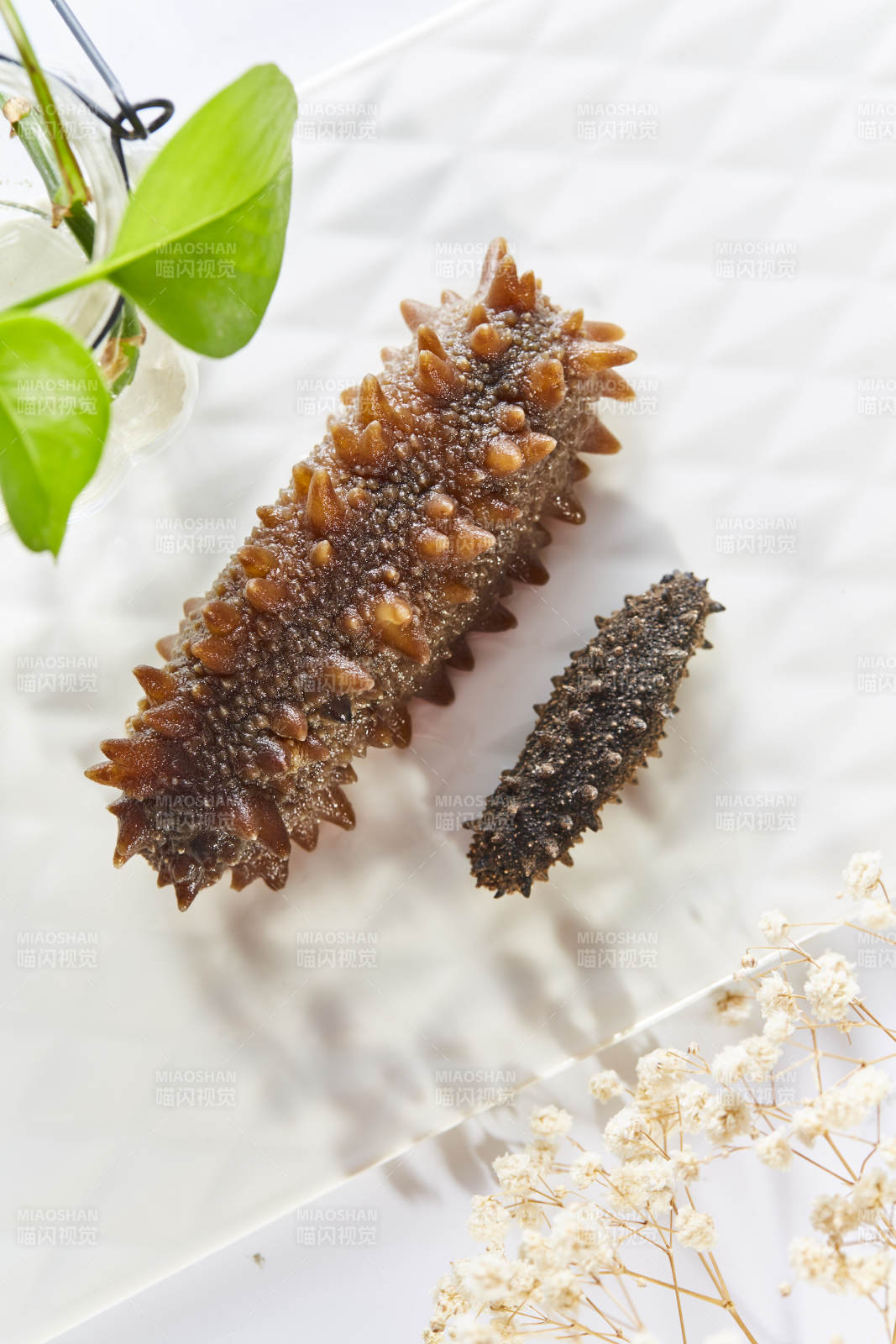 海参与绿植的静谧之美图片