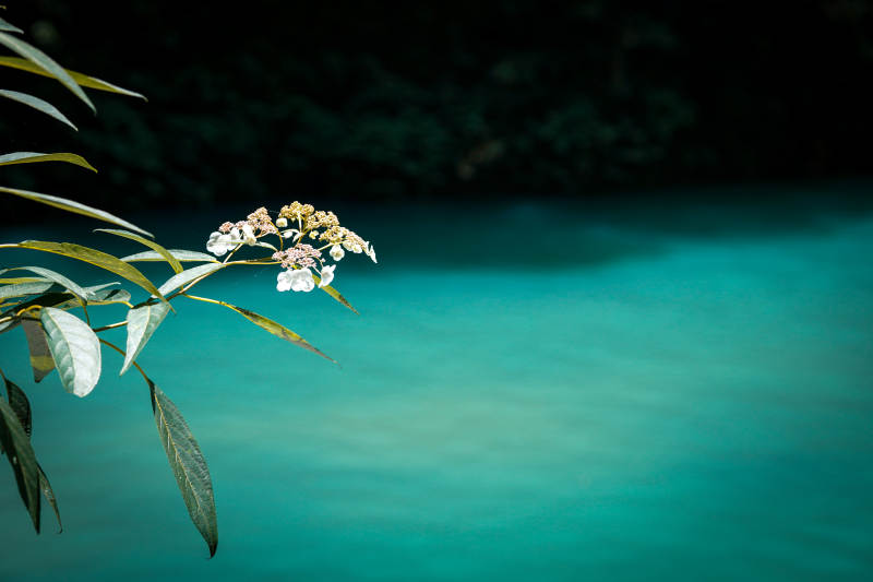 湖畔花影 静谧时光 恩施屏山峡谷图片