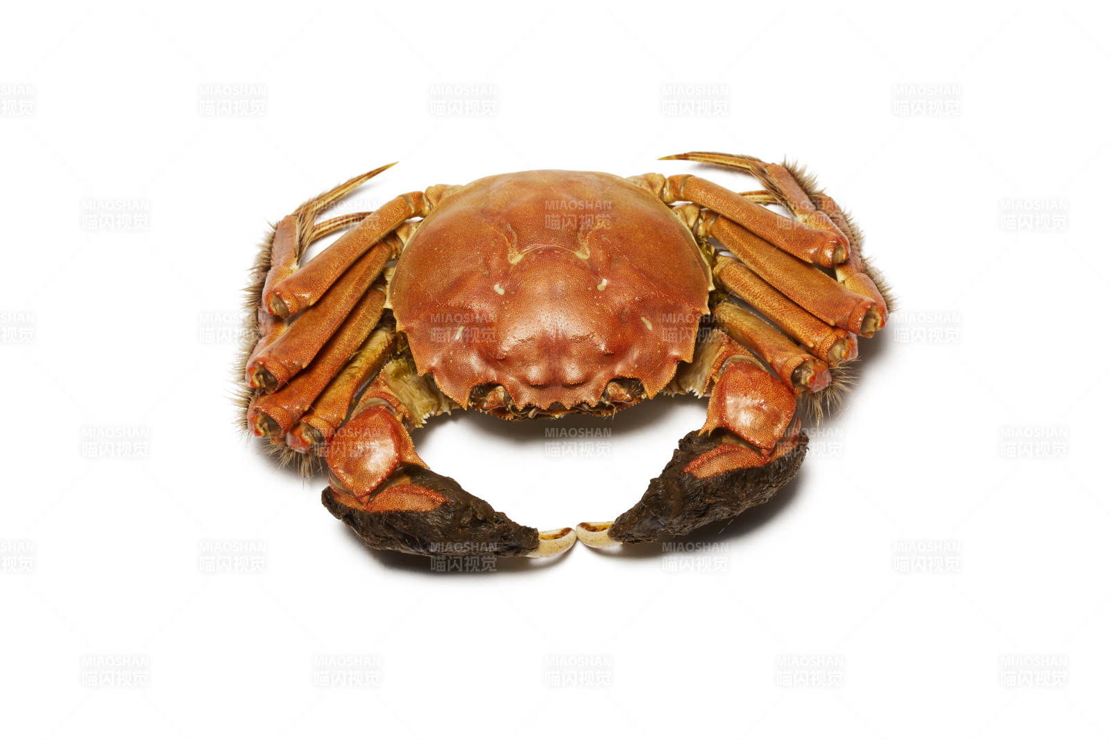 大闸蟹特写图片