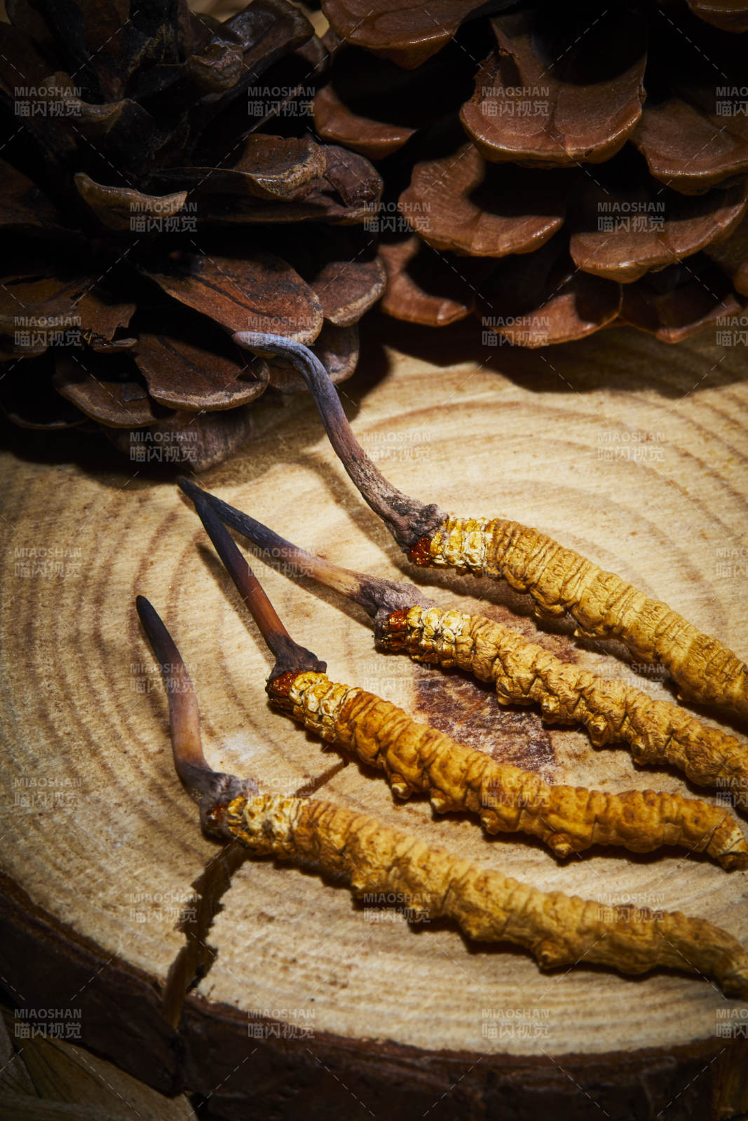 冬虫夏草与松果特写图片