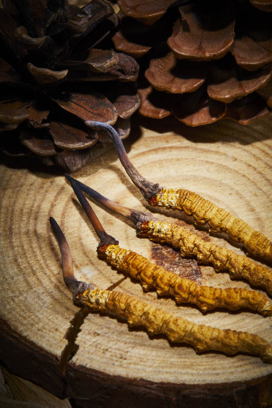 冬虫夏草与松果特写图片