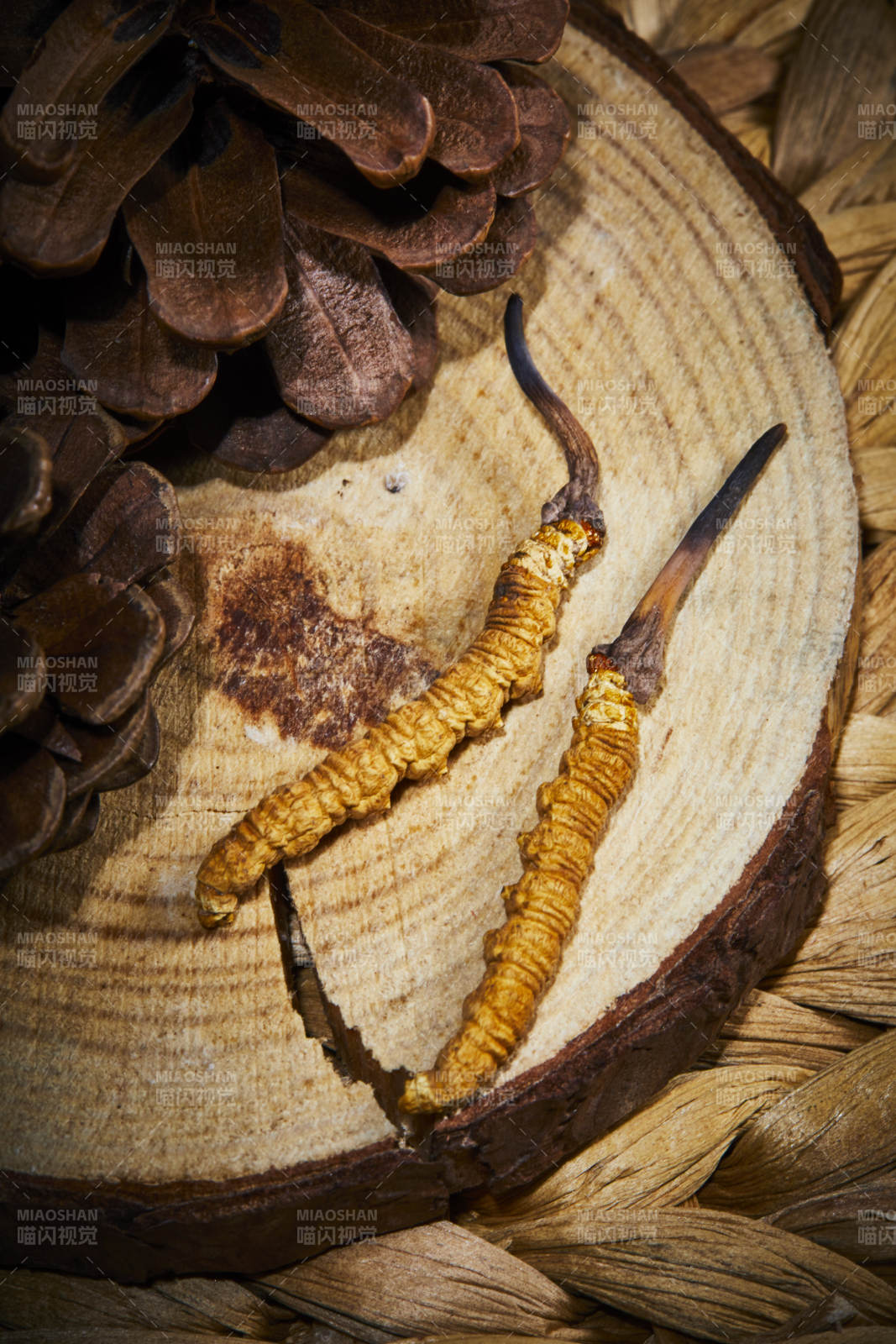 冬虫夏草与松果特写图片