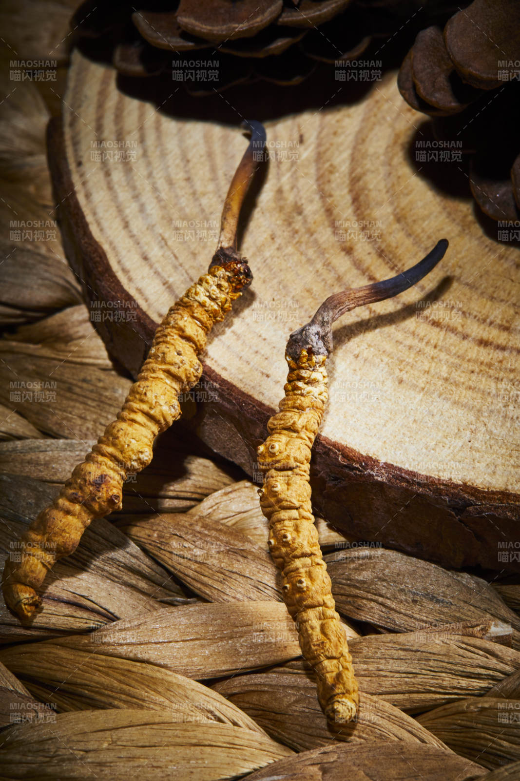 冬虫夏草与松木切片图片