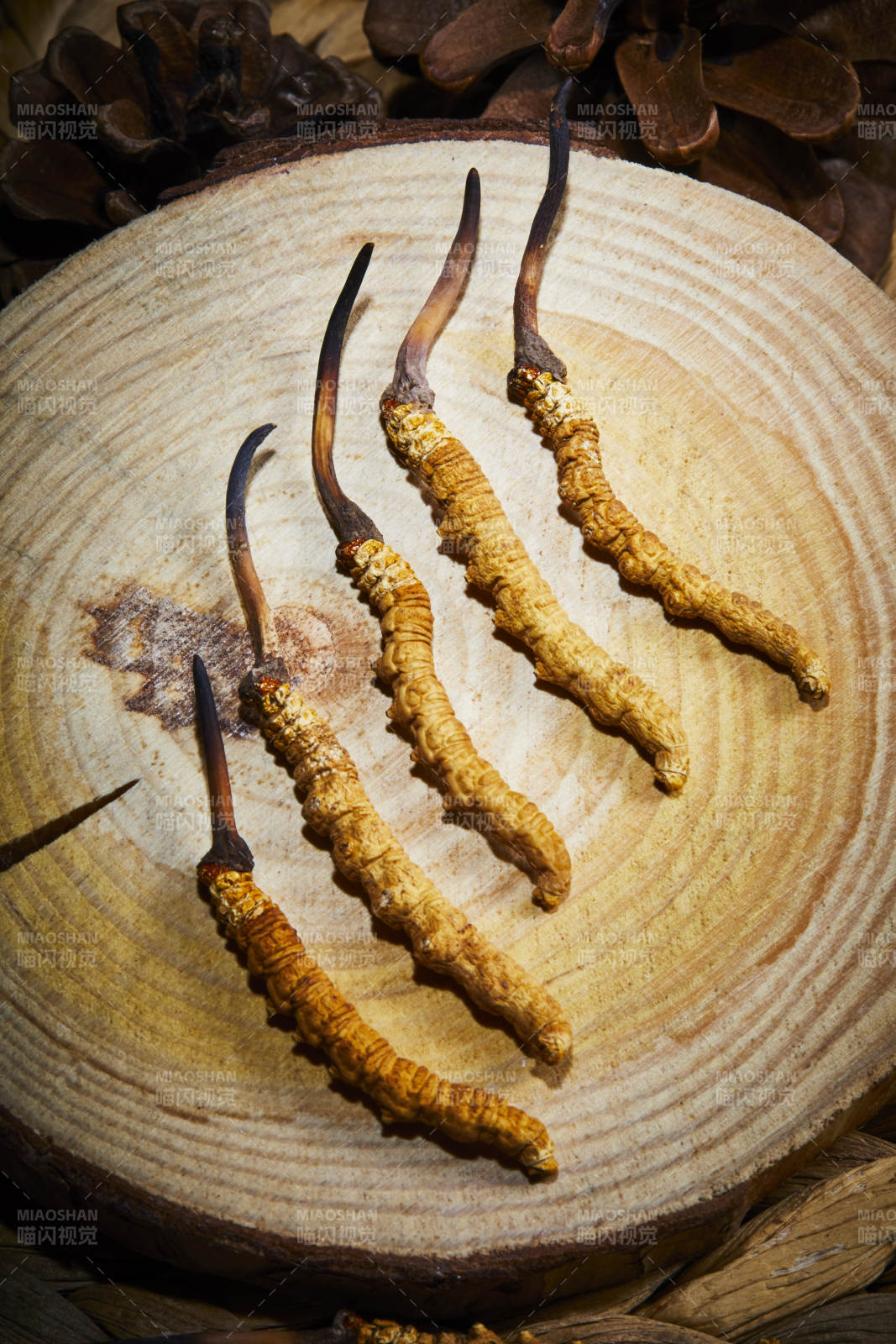 冬虫夏草特写图图片