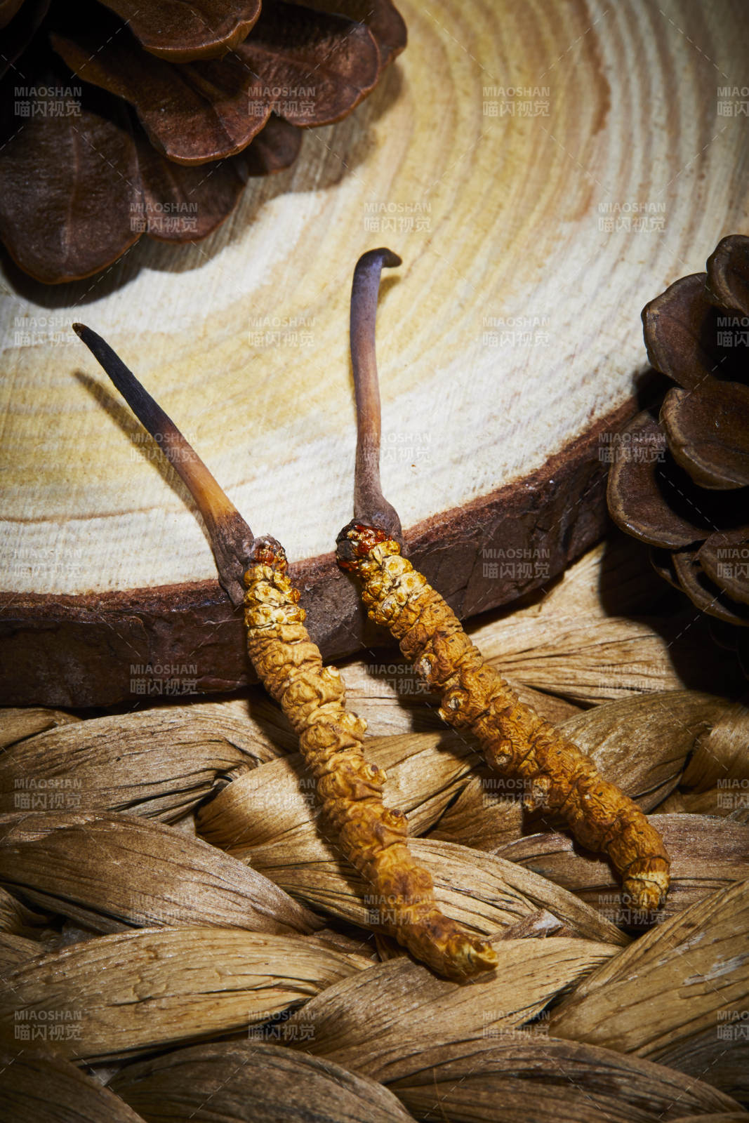 冬虫夏草与松果的自然之美图片