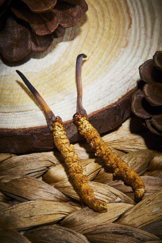 冬虫夏草与松果的自然之美图片