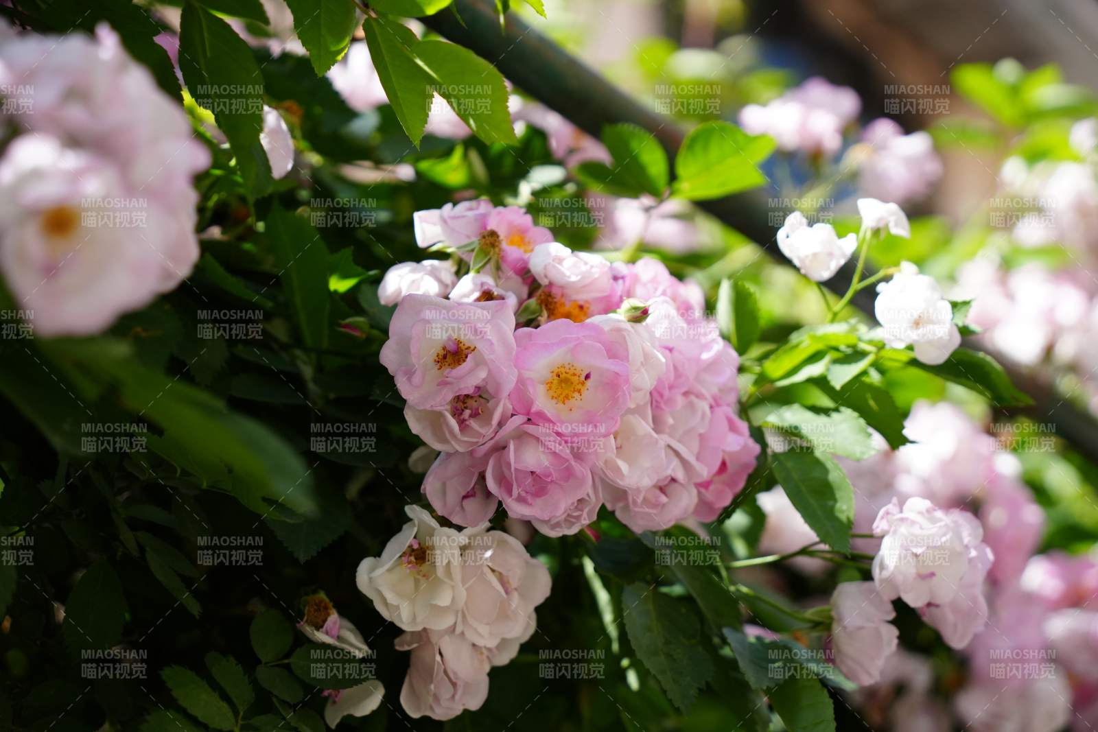 粉色蔷薇花丛特写图片