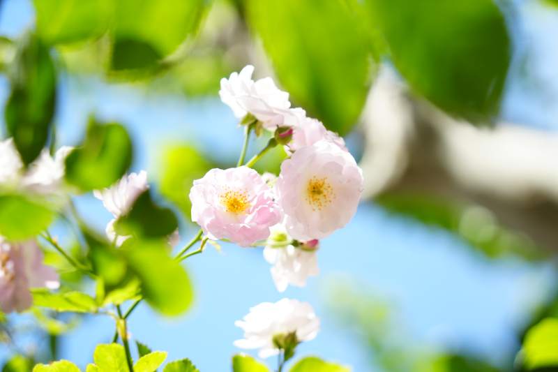 粉色蔷薇花在阳光下绽放图片