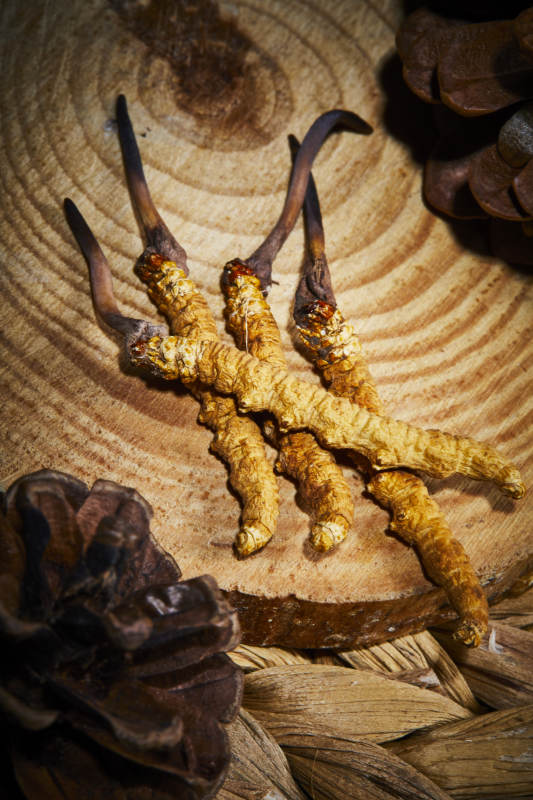 冬虫夏草与松果特写图片