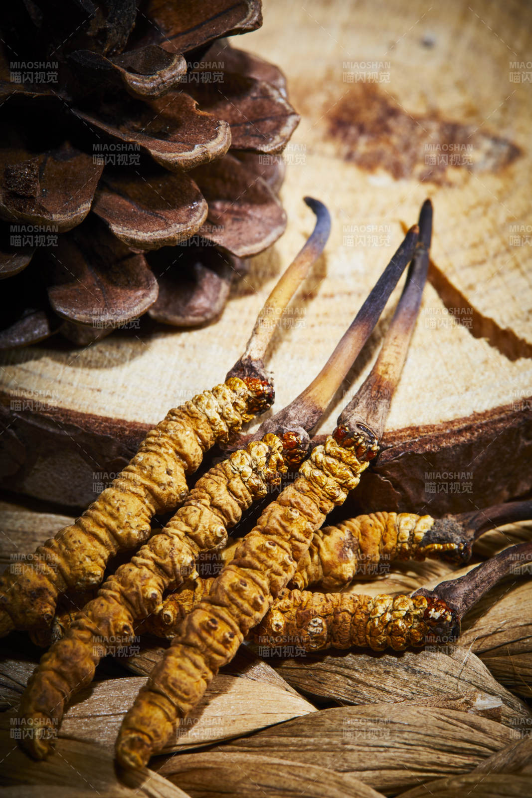 冬虫夏草与松果特写图片
