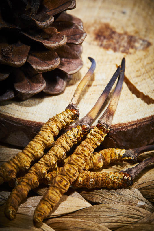 冬虫夏草与松果特写图片