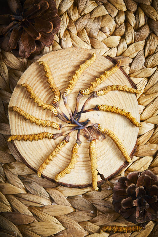 冬虫夏草与松果的自然之美图片