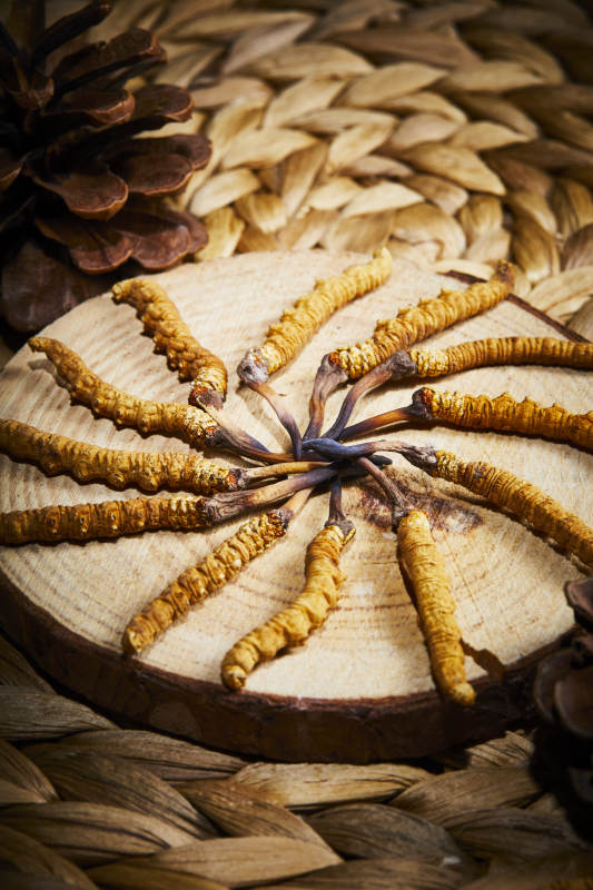 冬虫夏草展示图图片