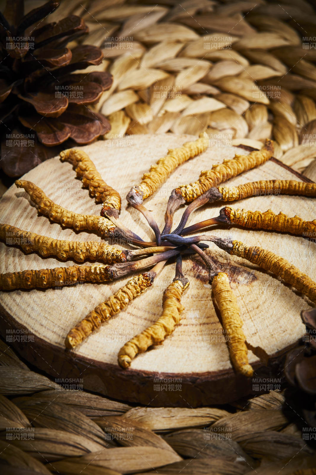 冬虫夏草展示图图片