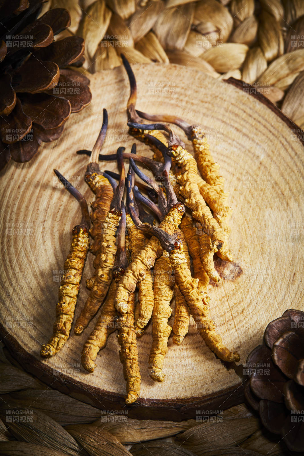 冬虫夏草与松果特写图片