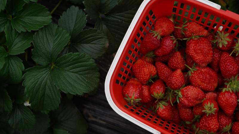 新鲜草莓采摘篮图片