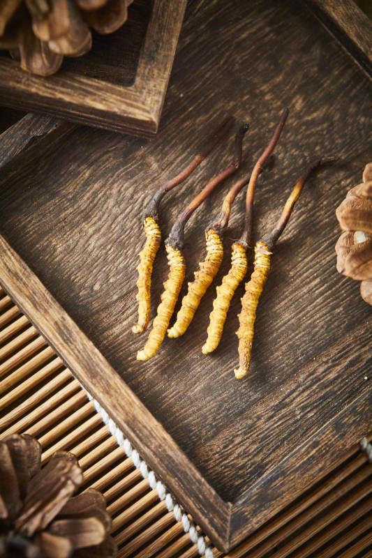 冬虫夏草特写图图片