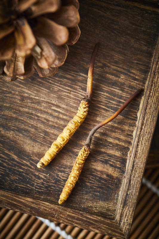 冬虫夏草与松果静物图图片