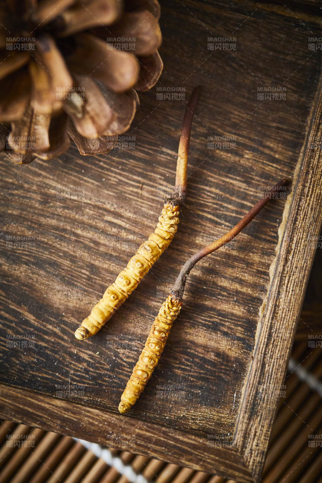 冬虫夏草与松果静物图图片