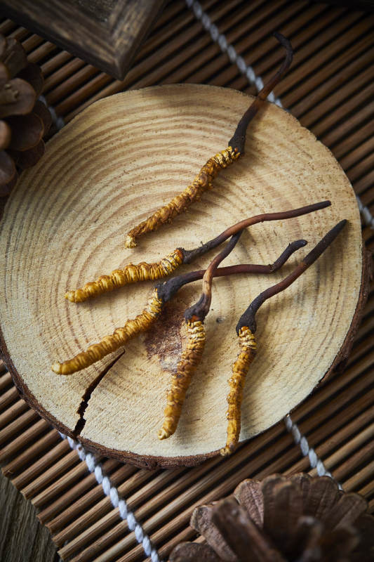 冬虫夏草特写图片