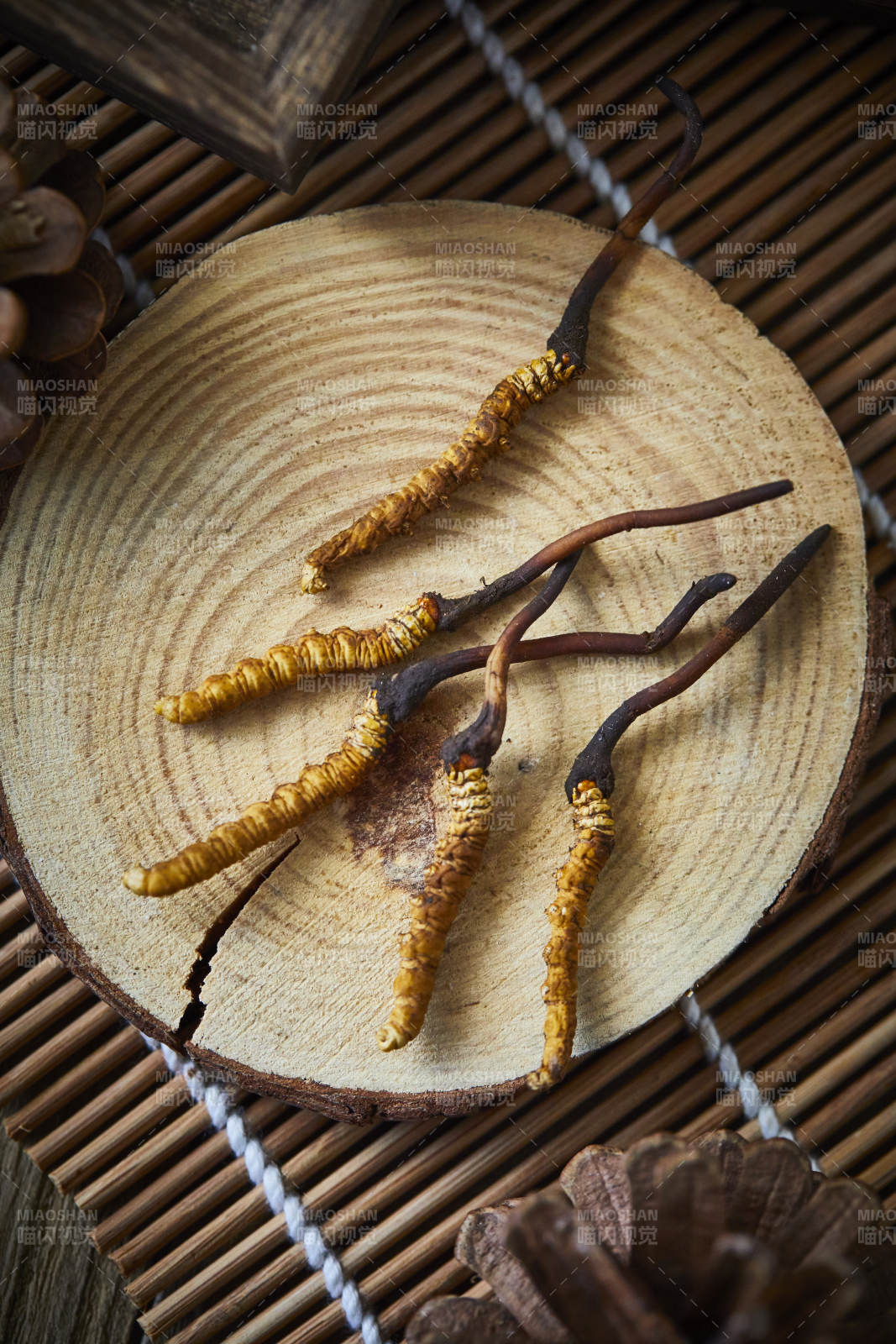 冬虫夏草特写图片