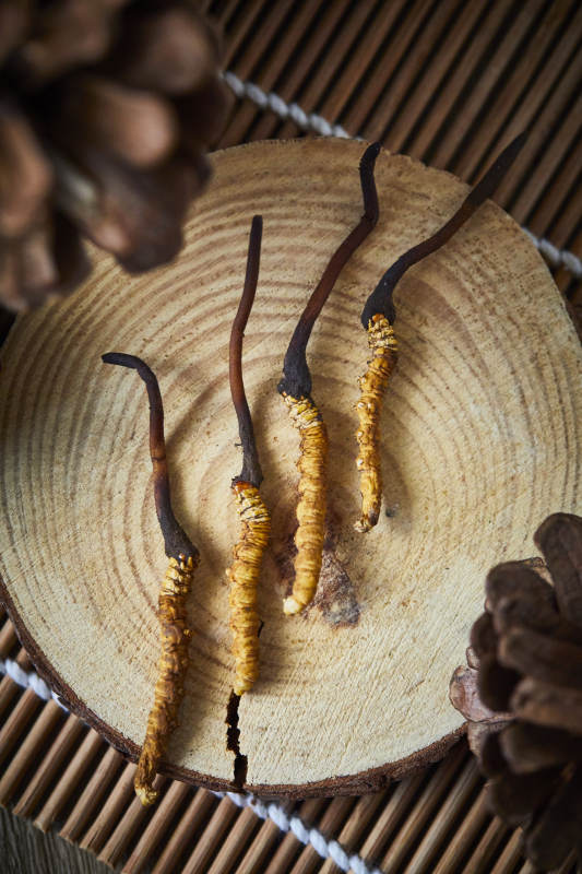 冬虫夏草特写图图片