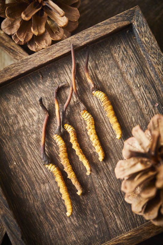 冬虫夏草与松果特写图片